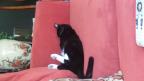 Koki ,gato negro de patas blancas