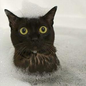 Consejos para bañar al gato