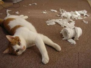 Gatos con comportamiento destructivo