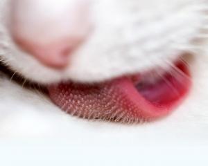 La lengua de los gatos