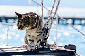 Meow Meow Cruise, el crucero para amante de los gatos
