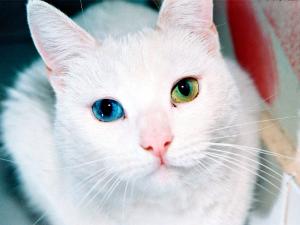 Ojos de un gato blanco