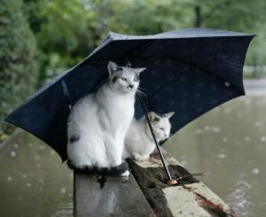 ¿Por qué los gatos le tienen miedo al agua?