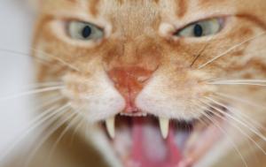 Problemas de agresividad en gatos