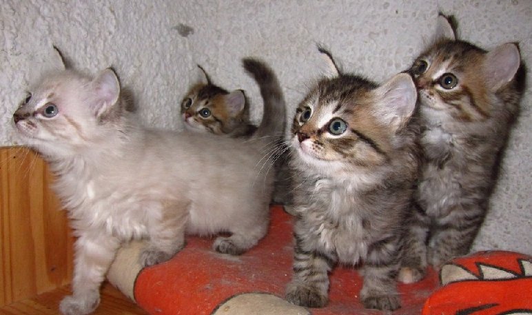 Gatos siberianos