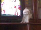 viendo la tele