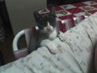 COCCO: Acomodado para ver la tele!!
