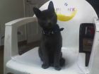 Era tan chiquititin!! Mostrando collar nuevo.