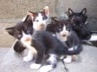 los 4 son un amor