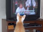 Viendo E.R