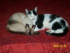 estas son dos d mis mascotas... durmiendo jejeje