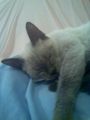 durmiendo*