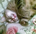 jiji as� duermo