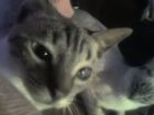 Sof�a