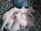 esta es mi gatita manchas con 2 de sus hijos como ya le habia dicho son 5los demas no se donde andaban jeje