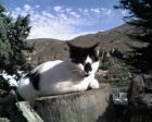 La Vaca disfrutando de un d�a soleado