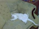 michi en el sofa 