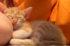 Y dorm�a doooodo el d�a