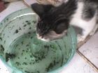 como espinaca? si come espinaca es el                               unico gato que conosco que come espinaca!!