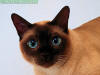 un gatito siames
