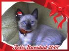 esta es la portada que hizimos mi hermana y yo se llama BerliXmas