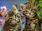 aqui hay unos gatos tipicos de japon