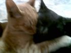 chatran y blankita,se que es de color negra pero la hermana se llama negrita igual que la mama .ella tiene unas canitas x eso es blankita