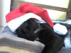 todabia no llega el viejito pascuero