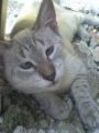 toms cat american