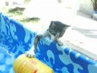en la pisina!!! raro no pero es el 1 gato que conosco que le gusta el agua!!