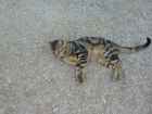 este es blei tiene 2 a�os y estoy muy contento con el, es muy cazador y en cierto modo salvage con los demas gatos pero muy cari�oso con las personas