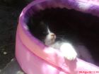 Rosita en su casita