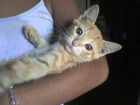 MI TIERNA LAILA