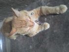MI PERESOSO JACOBO