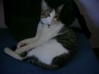 Tiene una pose..