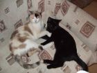 OPALO Y SU MAMA LUNA