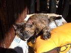 Durmiendo en cualquier cosa, jijiji xD.
Prefiere su cama de cuero fino.