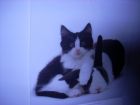 foto de un gato negro con blanco y un conejo negro con blanco