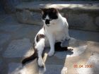 Mi Vaca en una de sus poses