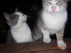 somo los gatitos gatitos