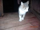 yo soy el gatito