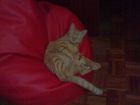 TOY AGUSTITO EN MI PUFF