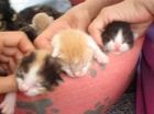 Aqu� con todos sus hermanitos y hermanita, solo tenia 1 d�a.