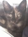 FRIDA OBSERVADORA