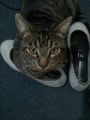 Me AkUeStO En tU ZaPaTo pA Ke tE EnOJeS MaS mIaUu