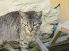 MI GATO FILOMENO, TIENE CASI  5 A�OS