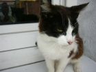 ROCINANTE, MI GATITO