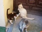 
ROCINANTE, MIGUELINO Y FILOMENO