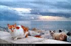 gatos en playa quien lo diria