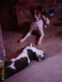 Mi gata Carla y mi perrita Luna